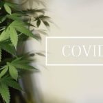 covid-19-et-cannabis