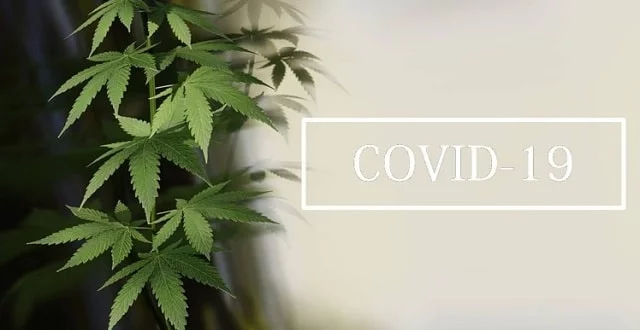 covid-19-et-cannabis