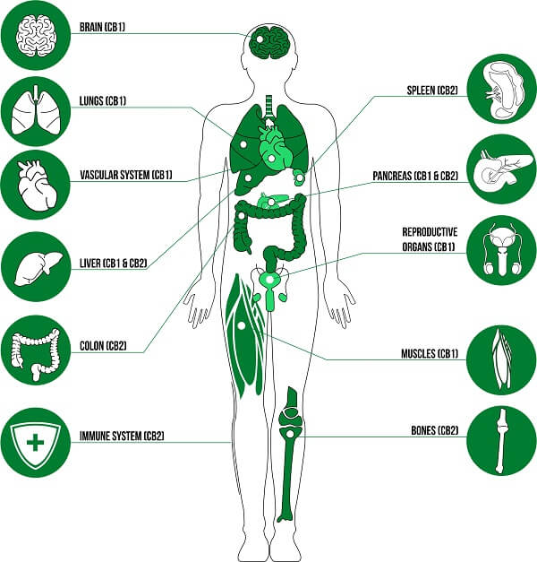 Schéma du système endocannabinoide