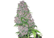 Fleur Purple Kush