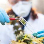 Decret Cannabis Medical