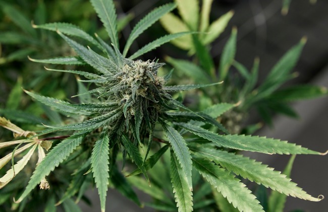 feuilles de cannabis qui se recroquevillent