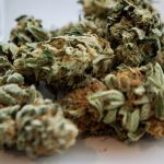les principaux cannabinoïdes dans la plante de cannabis