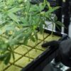 conseils pour la culture hydroponique de cannabis