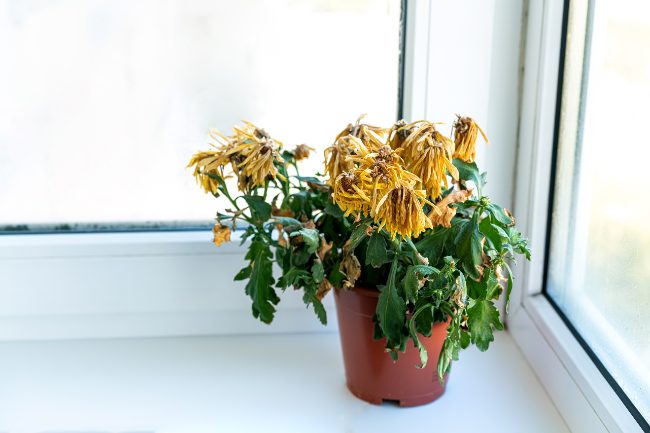 Potted wilted plant with yellow wilted flowers.
