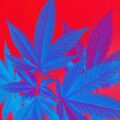 Cannabis cloné puissant