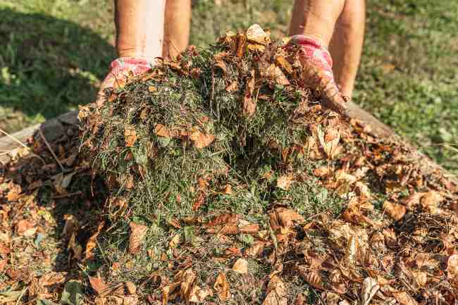 une personne plonge ses mains dans un tas de feuilles et d'herbe coupée