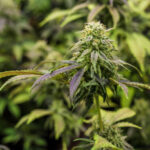 Plant de cannabis riche en CBD et CBN