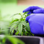 Clonage d'un plant de cannabis