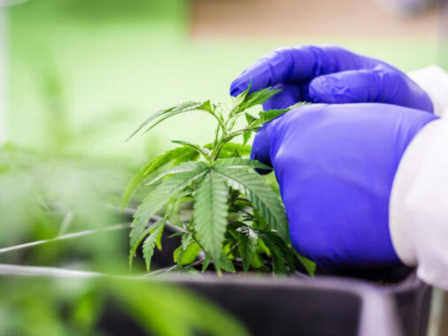 Clonage d'un plant de cannabis