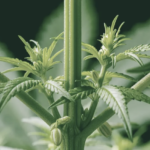 Comment distinguer la plante de cannabis mâle de la femelle
