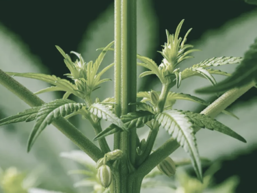 Comment distinguer la plante de cannabis mâle de la femelle