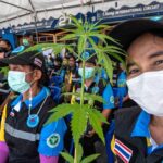 thailand cannabis: from a war on drugs to weed curries bbc news