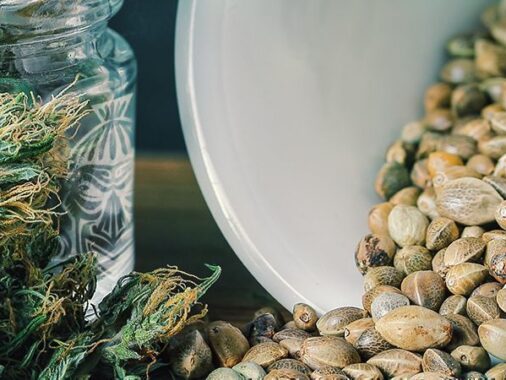 Vaut-il la peine de cultiver des graines trouvées dans un sachet de cannabis ?