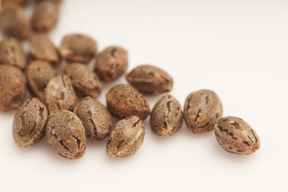 Comment reconnaître de bonnes graines de cannabis ?