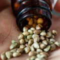 Comment reconnaître de bonnes graines de cannabis ?
