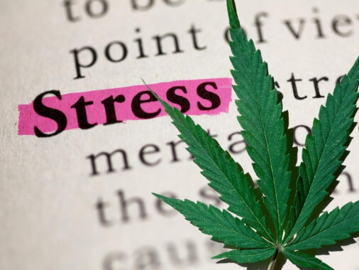 Le cannabis, un allié contre le stress?