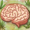 Est-ce que fumer du cannabis détruit vos cellules cérébrales ?