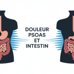 Illustration du lien entre douleur psoas et intestin