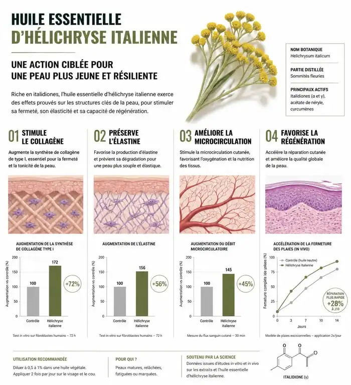 Infographie des bienfaits et mécanismes de l'huile essentielle d'hélichryse pour le visage