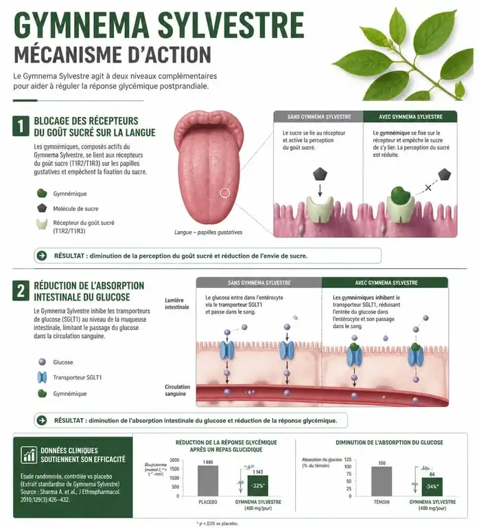 Infographie sur le fonctionnement du Gymnema Sylvestre pour maigrir et réguler le sucre