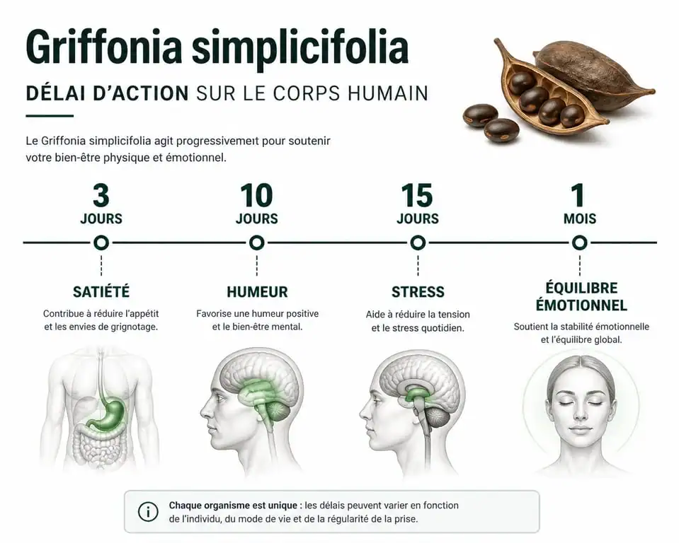 Infographie sur le délai d'action du Griffonia simplicifolia : combien de temps pour ressentir les effets sur l'humeur et le sommeil