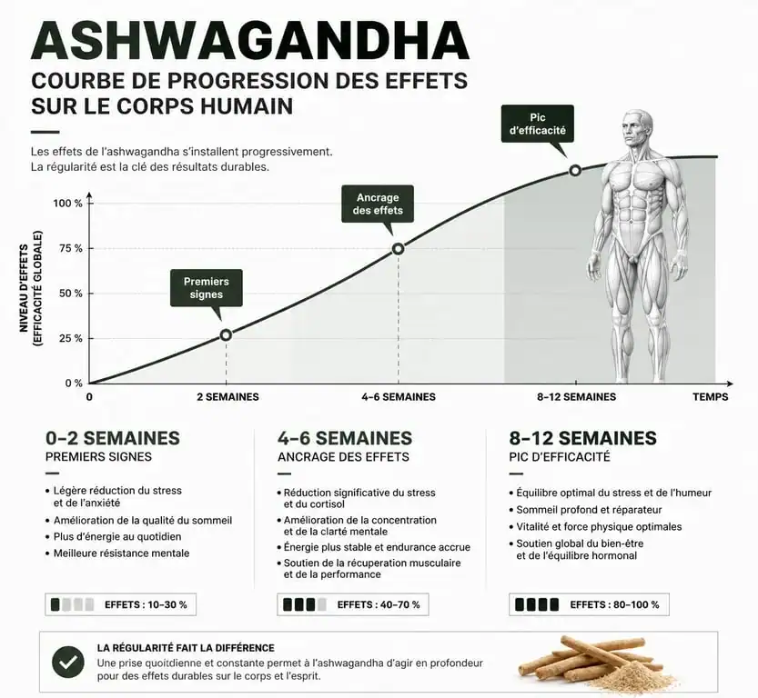 Infographie montrant le délai d'action et les effets de l'ashwagandha sur le stress et le sommeil au fil des semaines pour comprendre l'ashwagandha effet au bout de combien de temps.