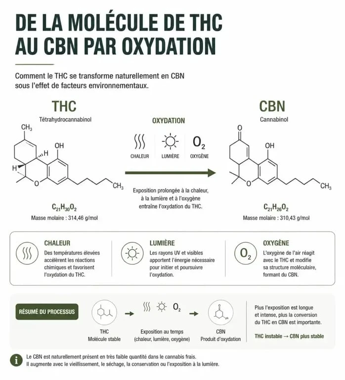 Schéma explicatif de la formation du cannabinol (CBN) par oxydation du THC