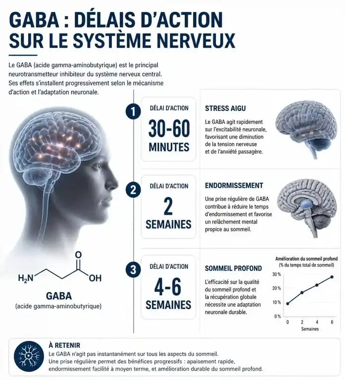 Infographie des délais d'effet du GABA sur le stress et le sommeil
