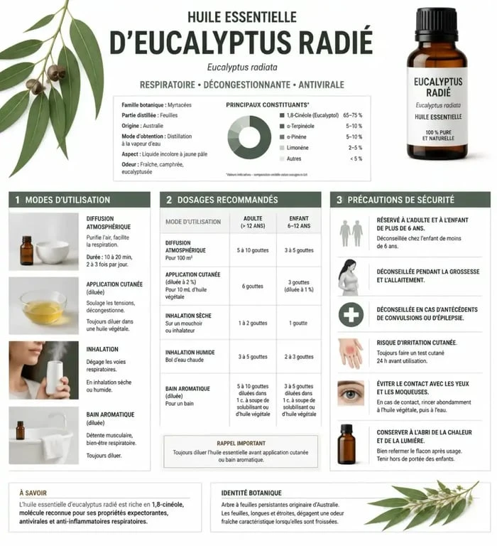 Infographie sur comment utiliser l'huile essentielle d'eucalyptus radié en toute sécurité