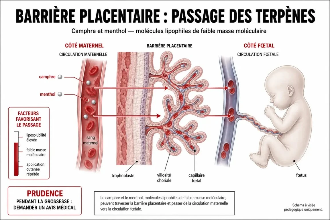 Infographie sur les risques du baume du tigre pour femme enceinte et le passage des principes actifs à travers la barrière placentaire