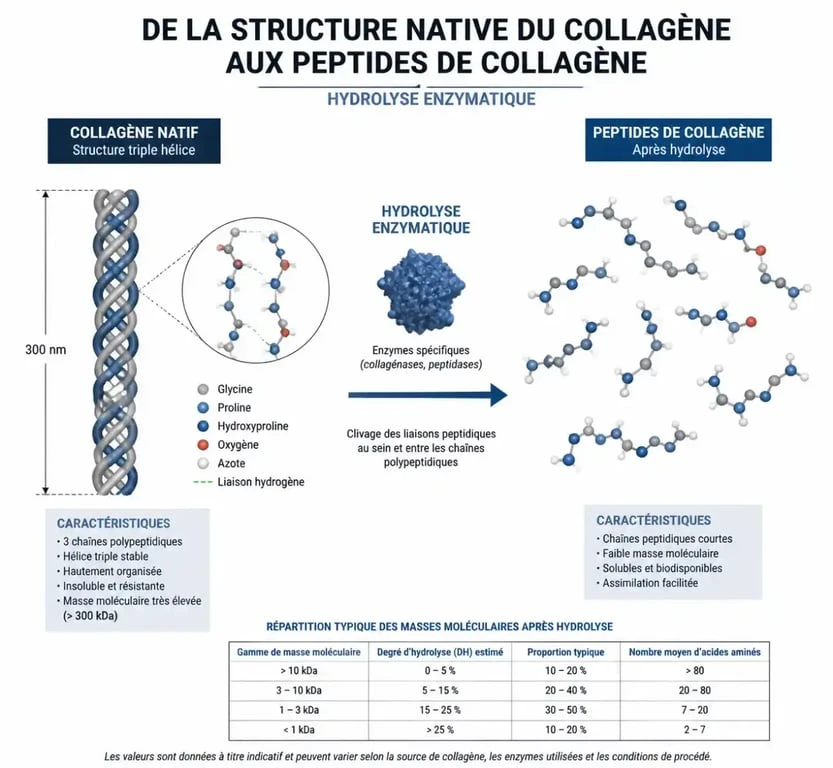 Schéma du processus d'hydrolyse du collagène hydrolysé pour une meilleure absorption